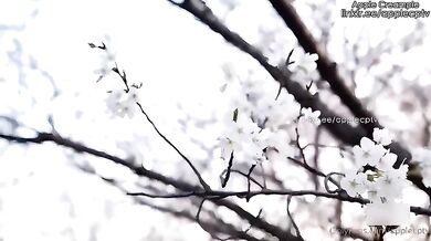 Aple Creampie & Ping Guo The Poor Mans Goddess and the Rich Mans Sperm Basin