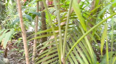 SunnySkye, Vacation Outdoor Poolside Creampie POV Sextape Onlyfans Video Leaked