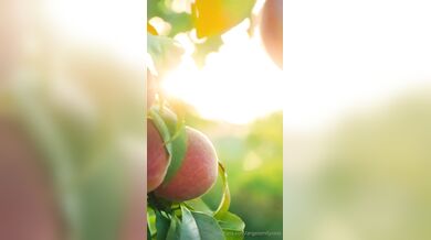 Angel Emily - picnic second episode