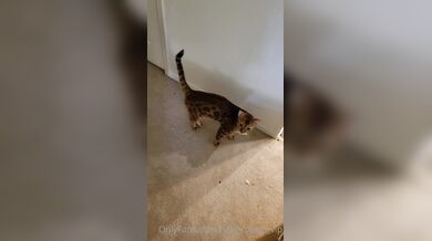 Rylie Rowan, Live Stream Gamer Girl Gets Fucked On Her Gaming Chair Onlyfans Video Leaked