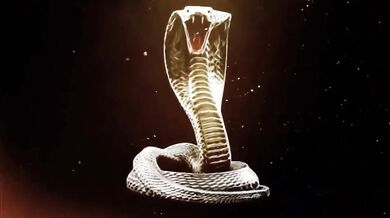 RealKingCobraXXX – I Love To Worship That Big King Cobra Cock Preston Lee Submits To