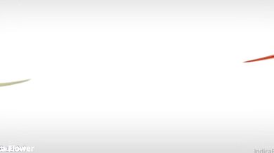 Indica Flower, Thicc Hippie Babe Homemade Sextape Onlyfans Video Leaked