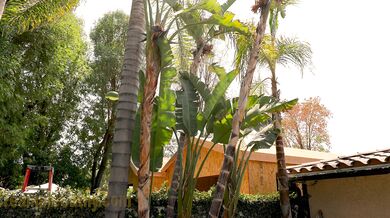 Creampiecathy, Sofie Reyez, Teen First Creampie Threesome With Gilf Onlyfans Video Leaked