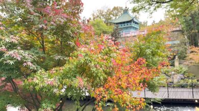 Sweetie Fox, Breeding With The Elf Princess To Save Her Race Onlyfans Video Leaked