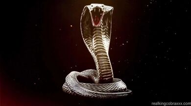 Real king cobra × LA king