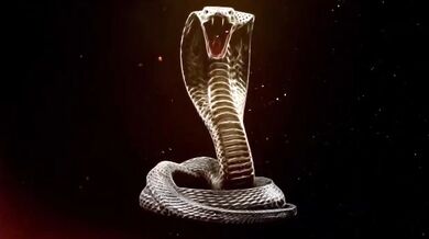 Qostiffy × king cobra